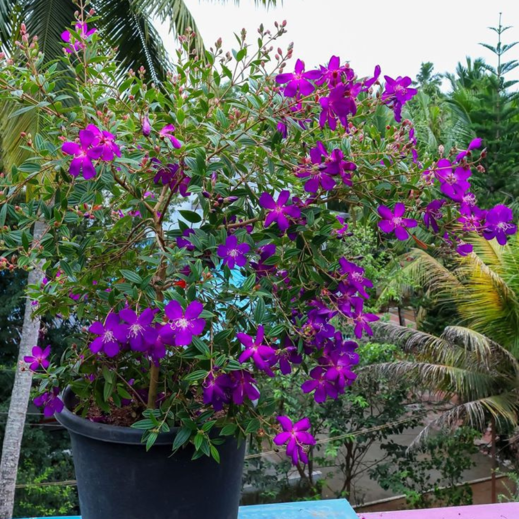 The Power of Heen Bovitiya in Sri Lankan Herbal Tradition